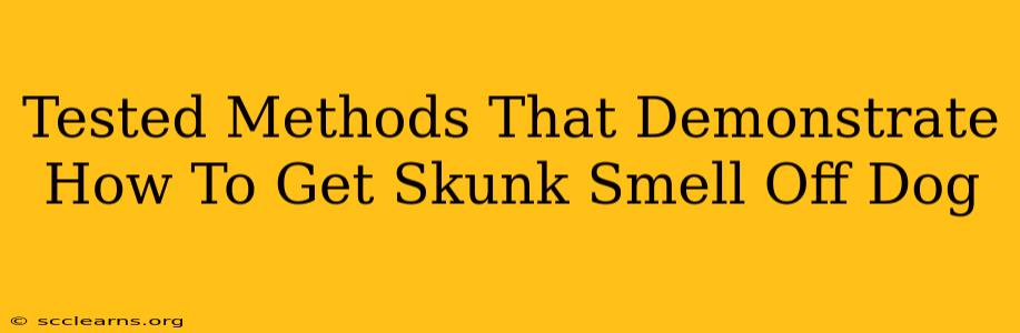 Tested Methods That Demonstrate How To Get Skunk Smell Off Dog