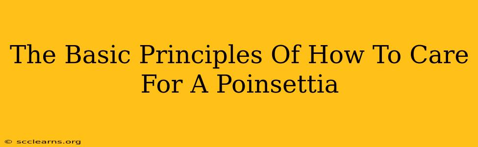 The Basic Principles Of How To Care For A Poinsettia