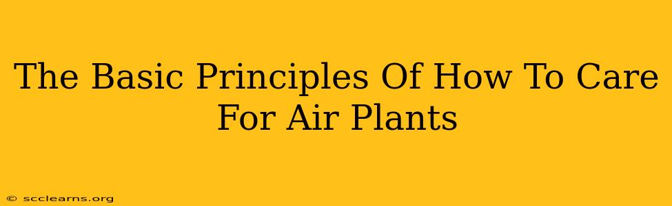 The Basic Principles Of How To Care For Air Plants