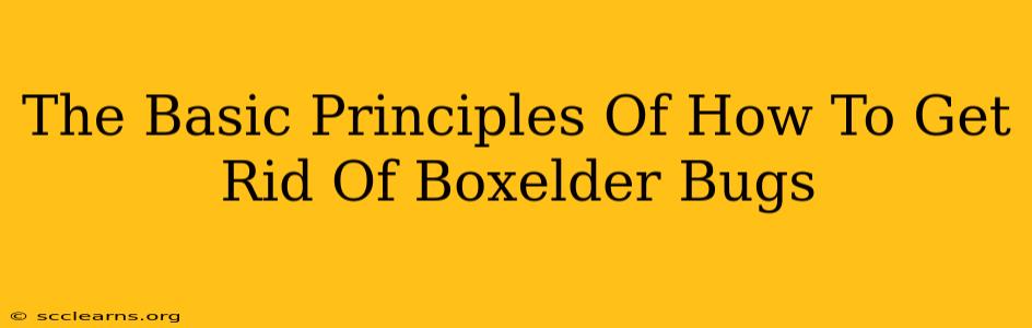 The Basic Principles Of How To Get Rid Of Boxelder Bugs