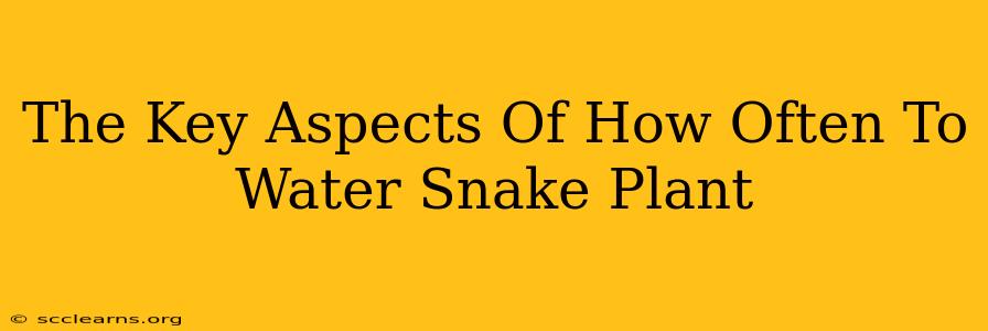 The Key Aspects Of How Often To Water Snake Plant