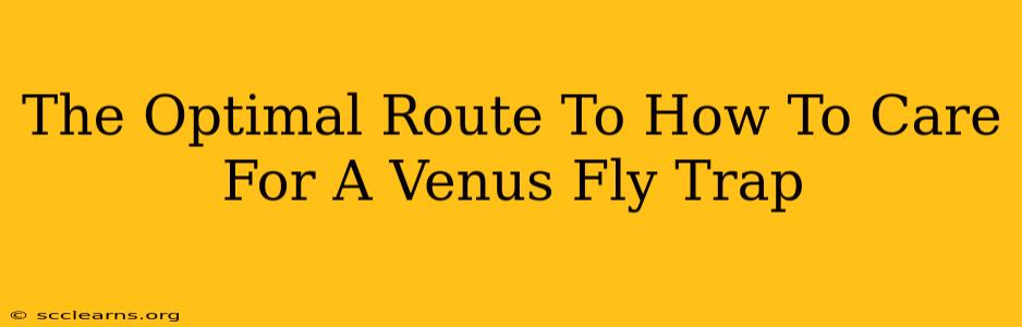 The Optimal Route To How To Care For A Venus Fly Trap