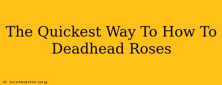 The Quickest Way To How To Deadhead Roses