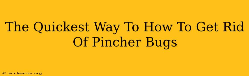 The Quickest Way To How To Get Rid Of Pincher Bugs