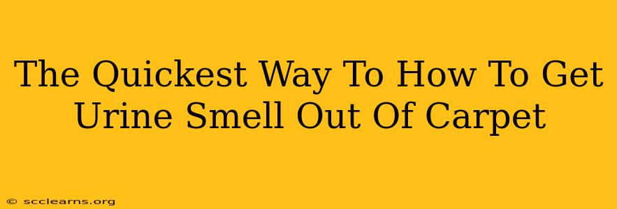 The Quickest Way To How To Get Urine Smell Out Of Carpet