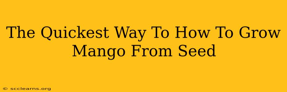 The Quickest Way To How To Grow Mango From Seed