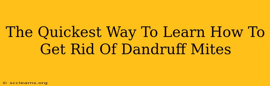 The Quickest Way To Learn How To Get Rid Of Dandruff Mites