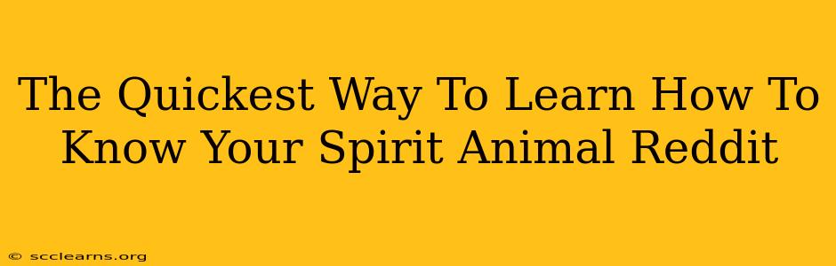 The Quickest Way To Learn How To Know Your Spirit Animal Reddit