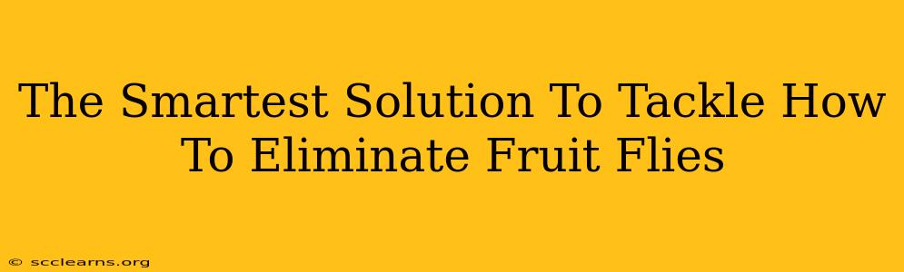 The Smartest Solution To Tackle How To Eliminate Fruit Flies