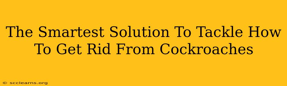 The Smartest Solution To Tackle How To Get Rid From Cockroaches