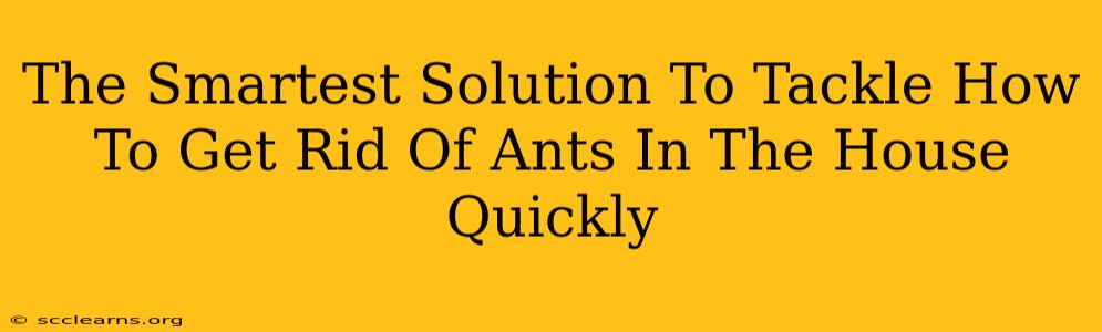 The Smartest Solution To Tackle How To Get Rid Of Ants In The House Quickly