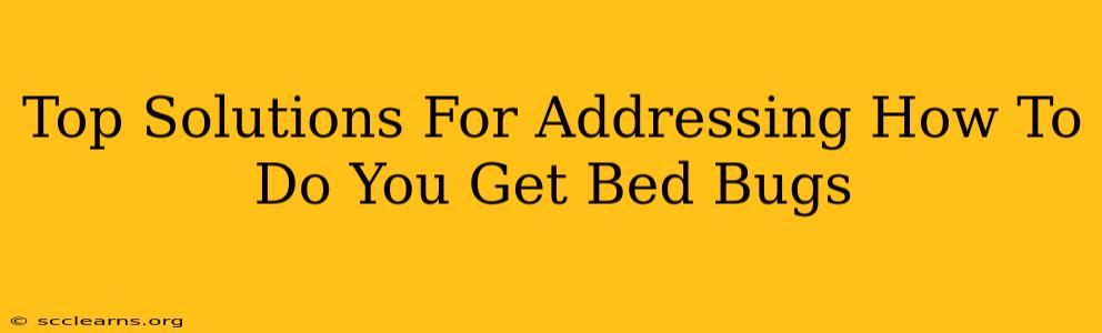 Top Solutions For Addressing How To Do You Get Bed Bugs