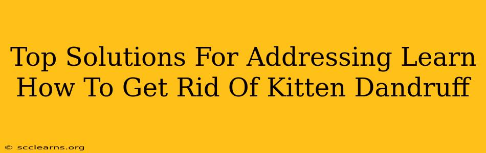 Top Solutions For Addressing Learn How To Get Rid Of Kitten Dandruff