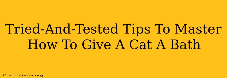 Tried-And-Tested Tips To Master How To Give A Cat A Bath