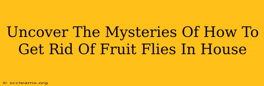 Uncover The Mysteries Of How To Get Rid Of Fruit Flies In House