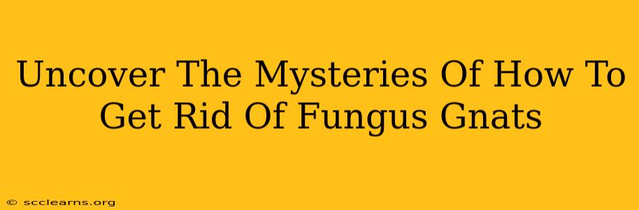 Uncover The Mysteries Of How To Get Rid Of Fungus Gnats