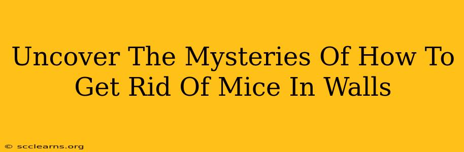 Uncover The Mysteries Of How To Get Rid Of Mice In Walls