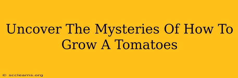 Uncover The Mysteries Of How To Grow A Tomatoes