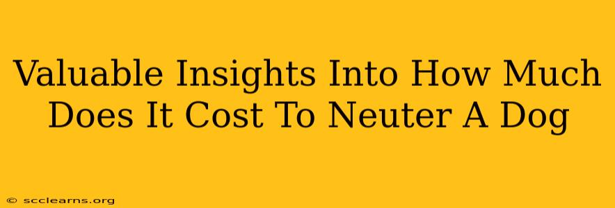 Valuable Insights Into How Much Does It Cost To Neuter A Dog