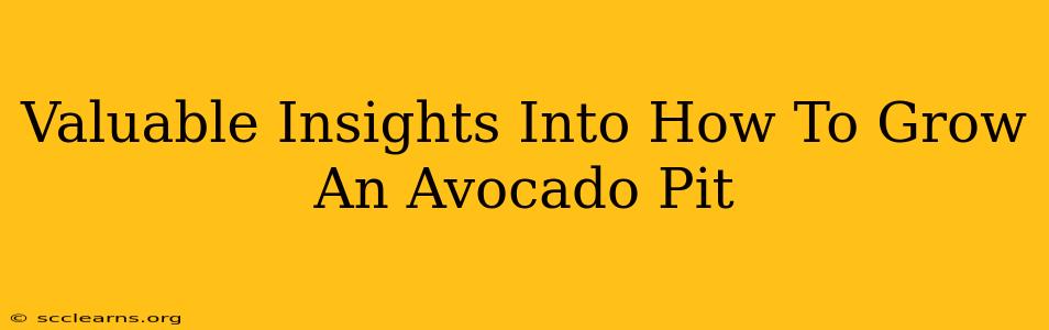 Valuable Insights Into How To Grow An Avocado Pit